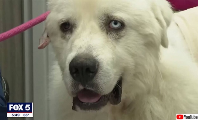羊たちを守るため11匹のコヨーテと命がけで戦った牧羊犬
