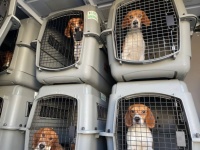 劣悪な環境で実験動物として繁殖されていた4000匹のビーグル犬が救助される