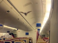コウモリのハイジャック？飛行機にコウモリが侵入し客室内を飛び回り緊急着陸するという事案（インド）