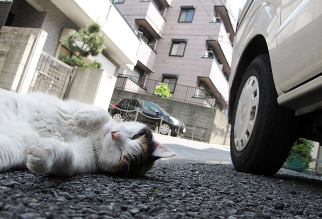 キティちゃんはイスラム圏でも大人気！ その理由は……