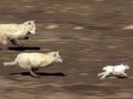 生死を賭けたデッドヒート！　追うオオカミと追われるウサギにハラハラドキドキ！