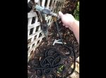 背筋がゾワッとする…！　とあるホースの動きが気持ち悪すぎる。