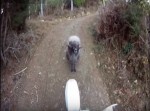 【動画あり】「お前は通さん」バイク乗り、羊に襲撃される！