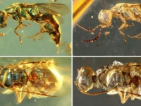 9900万年前の琥珀に閉じ込められた昆虫。まるでつい最近まで生きていたかのような姿（ミャンマー）