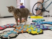 サウンドボードでしゃべる猫「お外に行きたい！」からの「寒いのイヤ！」秒で室内に戻って来る