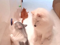 壁にペットのオヤツを貼ってみた「まさかこんなところに！」と少々苦戦気味の猫ズと犬