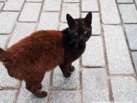 体の途中から色が違う！黒と茶の2色使いが斬新なトルコの猫が話題に