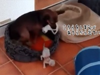 脱走に次ぐ脱走。子猫のベビーシッター犬は猫あつめに大忙しでひっちゃかめっちゃか