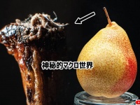 何を拡大したか当ててみよう。神秘のマクロ世界