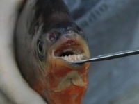 「ヒトのような歯」を持つ魚が米ミシガン州の湖で捕獲される！