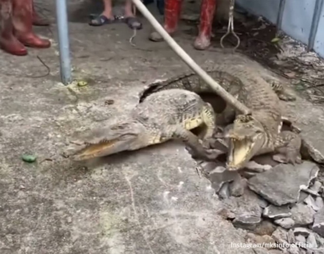 舗装道路の下から聞こえてくる謎の騒音の正体はワニだった！？情報が錯綜中