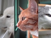 「ペットたちと会話ができたら…」って思った経験がきっとあるはず！犬と猫ズのいるとある雨の日の日常的風景