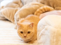 猫も“ふみふみ”しちゃう……！　ふわふわポカポカの「メルトロ」で秋冬支度を