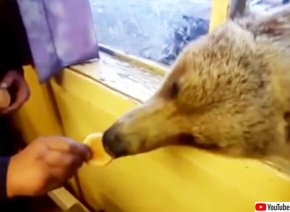 熊との社会的距離が近すぎるオンリーロシア。窓から顔を出す熊にお菓子をあげるスタイルが定着3連発