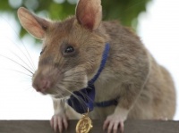 地雷撤去作業で多くの人間の命を救った英雄のネズミが引退へ