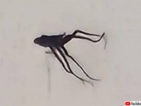 カリフォルニアの都市上空で度々目撃される謎の触手系飛行物体に住民困惑