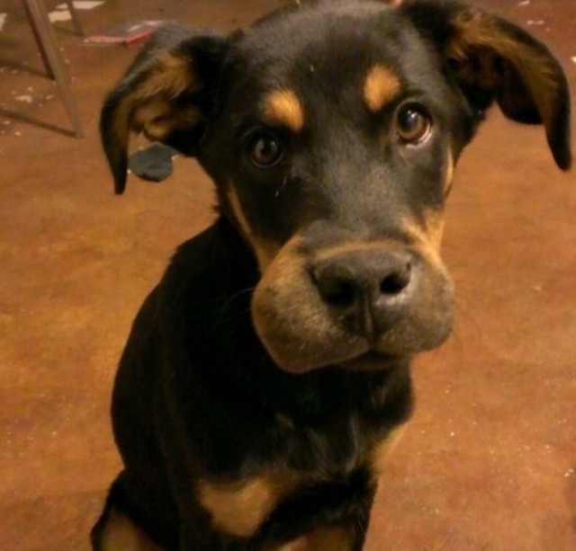 スクリーンショット 2016-04-24 19.58.10