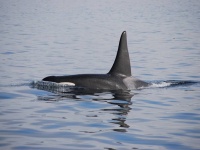 養子にしたの？それとも誘拐？クジラの赤ちゃんを連れたシャチの姿が目撃される