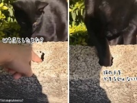 猫が手を貸してくれた！子供が狭い穴に落とした鍵を取り出してくれた猫