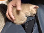 『ここが一番にゃ〜』カーペットに寝かせてもご主人の膝の上に戻る子猫が可愛い