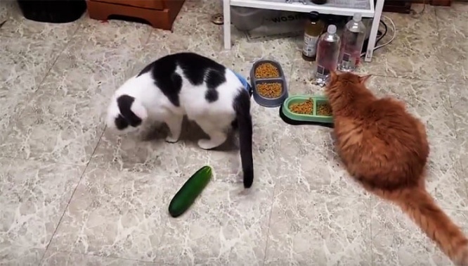 cats--vs-cucumbers2