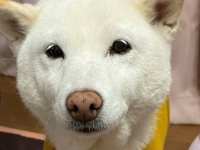 家族のUNOを邪魔する〝悪気のない顔〟に7.7万人ほっこり　「真ん中にいるべきだものな」「可愛すぎ」