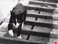 第二次世界大戦中、3度の艦船沈没を生き抜いた奇跡の船乗り猫「不沈のサム」の物語