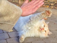 ウクライナの街角で人懐っこい野良猫を保護。シャンプーをしたらふわっふわのハンサムボーイが爆誕した