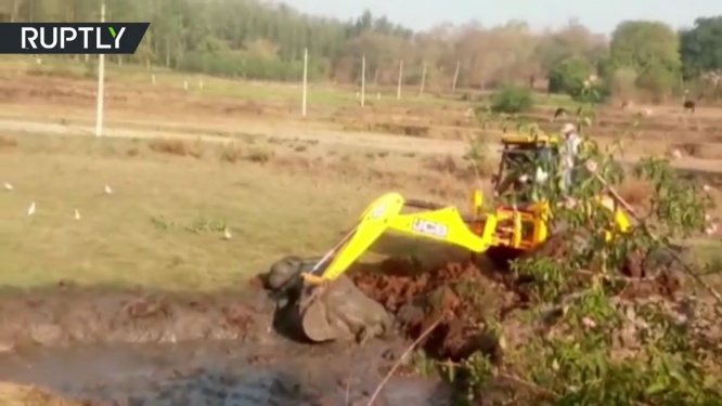 沼に落下する子ゾウ