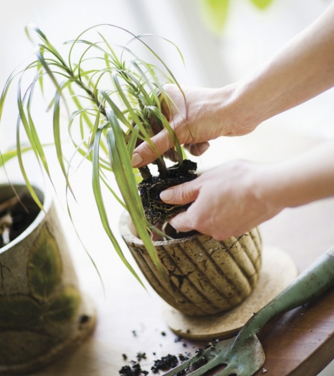 iStock_000066793055_Medium