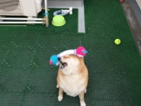 柴犬ハナ（＠87shiba87）さんのツイート
