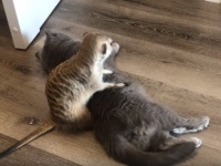 「キャットつながりだから～」ってことなのか？猫を布団代わりにしようとするミーアキャット