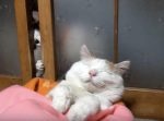 絵に描いたような寝顔の猫。「ここ開けて〜！」とお願いされるも…？