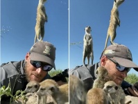 ミーアキャットの遊具と化した野生動物カメラマン