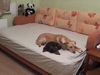 猫とわんこのお留守番。まったりと過ごすペットたちの優しい時間をシェアしよう