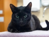 キャッチ・ミー・イフ・ユー・キャン！空港で3週間逃げ回り続けた猫、ようやく保護される