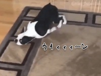 新しいカーペットが好きすぎて掃除機と化す犬