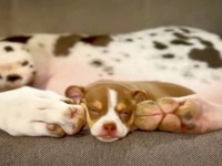 想像妊娠…！子供を産んだつもりのグレートデン、チワワの赤ちゃんを養女にして献身的に世話をする