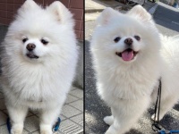 タレ目の犬さんのツイートより