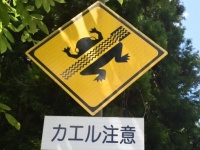 もう轢かれちゃってるが...　希少な「ニホンヒキガエル産卵地」示す標識に注目集まる→役所が込めた思いとは