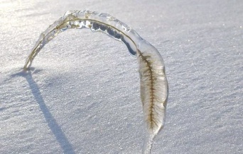氷の標本（画像はユメキ＠yumeki_osamushiさん提供）