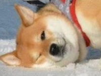 顔なくなっちゃうよ～！　雪道で謎の〝クセ〟披露する柴犬に2.4万人の顔ほころぶ