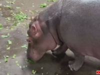 寒すぎるからお外はお預け！シンシナティ動物園のカバファミリー、屋内でもハッピーに過ごす工夫がいっぱい