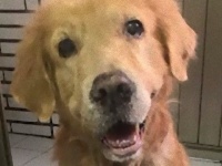 病に苦しむゴールデンレトリバー、最後の散歩。愛犬に飼い主女性が手紙を残した