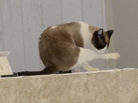 ネコと和解せよ。ふらっとやってきて教会に住みついた猫が、猫司祭となる（ブラジル）
