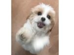 託児所に預けたワンちゃんが、ご主人様を発見したときの表情に癒される…！