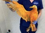火の鳥みたい！？　このキレイなオレンジ色の鳥、実は…！？