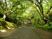 GW、夏休みは新緑の京都へ！　青もみじと特別御朱印を楽しむ旅