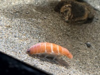 「水族館でお寿司を展示する時代か」　サーモン握りにしか見えない謎の生物が話題に→飼育員に正体を聞くと...