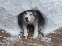 気に入ってもらえたらいいな！ケガで動けないハスキーのために、雪でかまくらを作ってみた